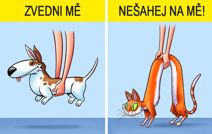 10 drastických rozdílů mezi psem a kočkou Náhledový obrázek
