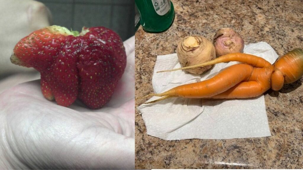 15 případů, kdy ovoce a zelenina vyrostla do takové podoby, že připomínají něco živého. Poznáte všechny? Náhledový obrázek