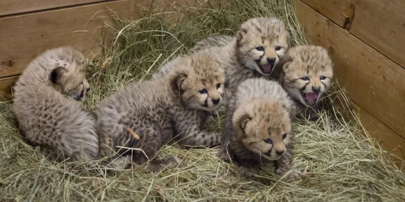 Úžasná podívaná: Samice geparda ve Dvoře Králové porodila 5 mláďat před zraky návštěvníků! Náhledový obrázek