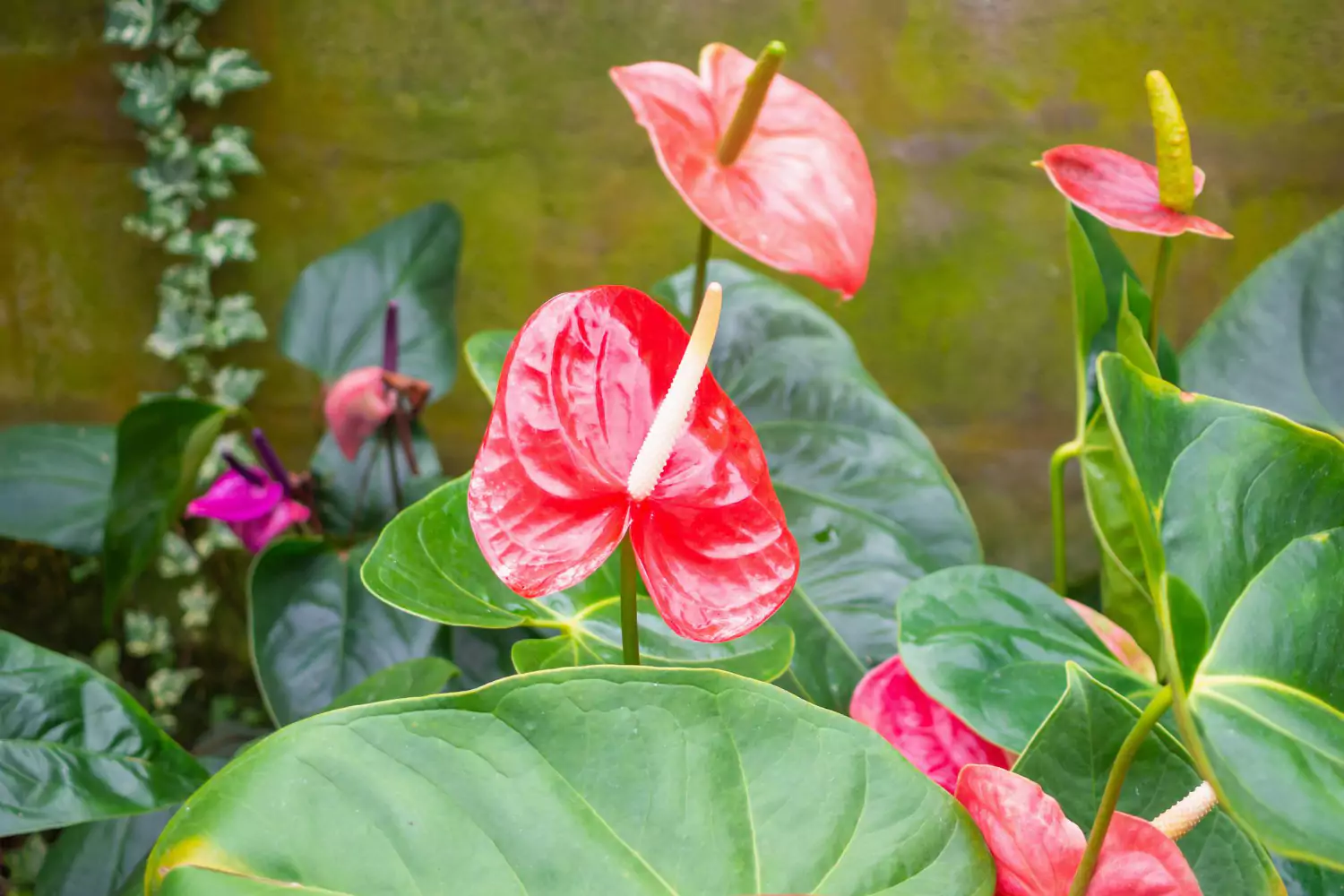 anthurium zežloutne