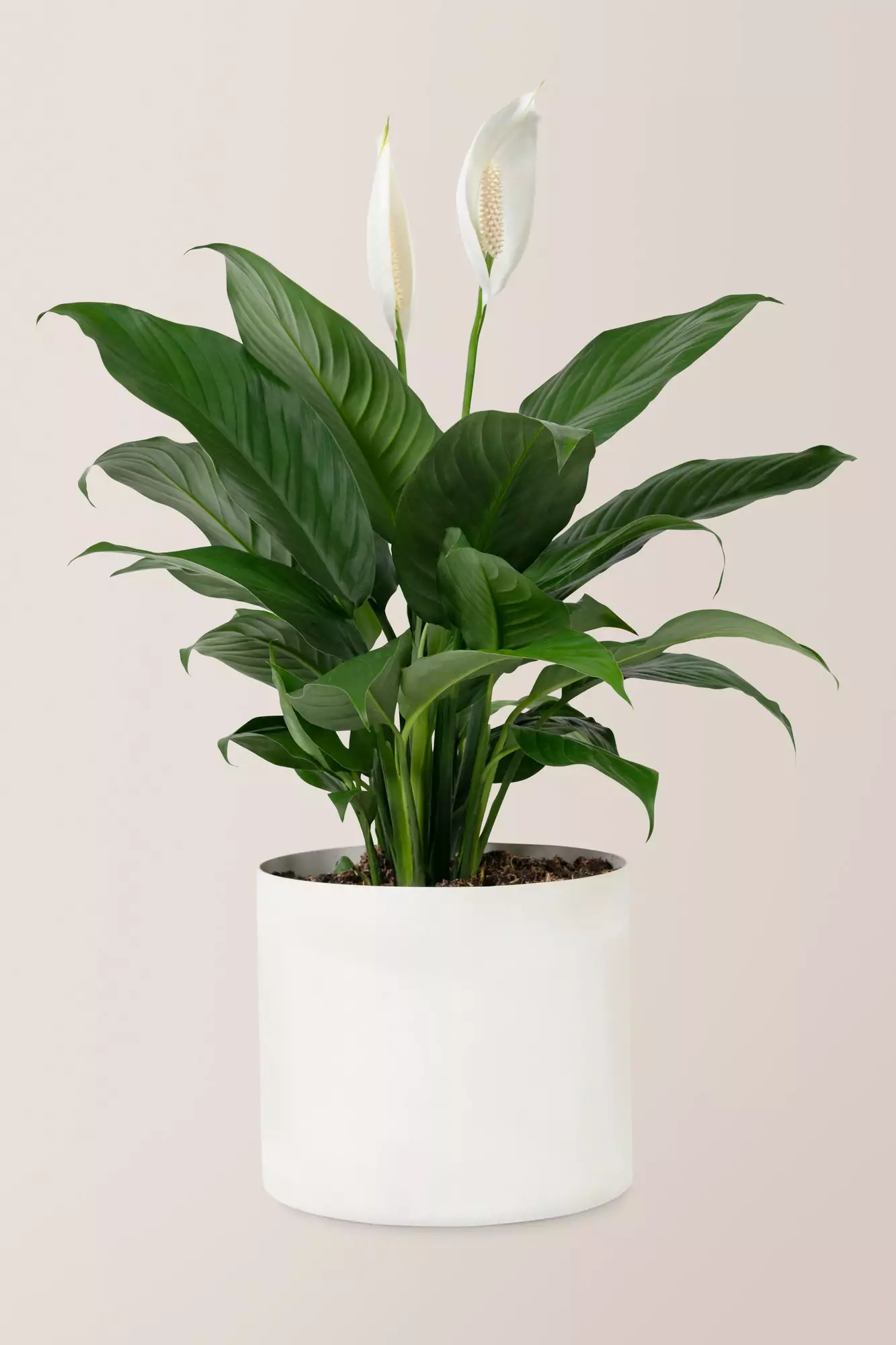 Spathiflora 