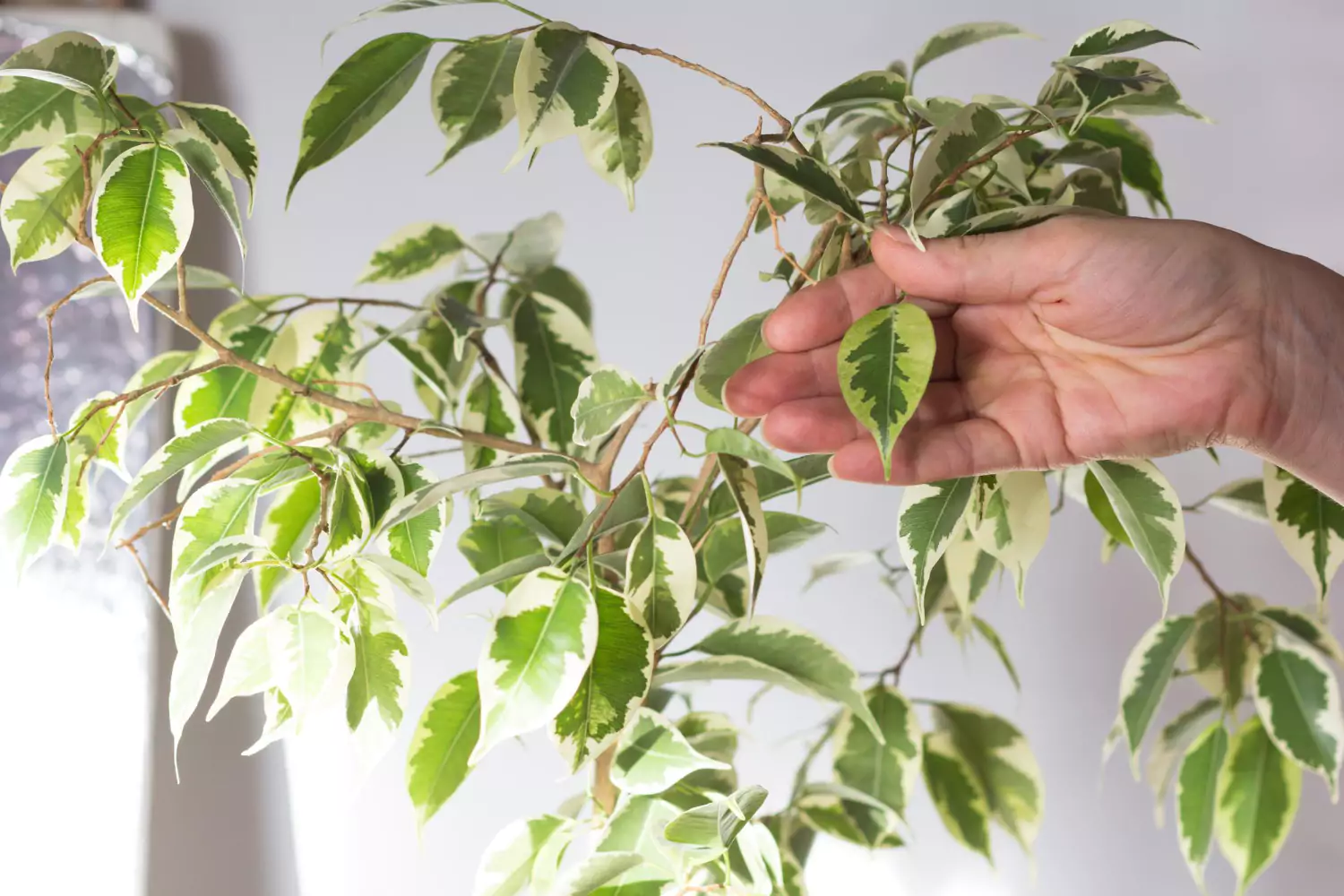 Ficus benjamin ztrácí listy