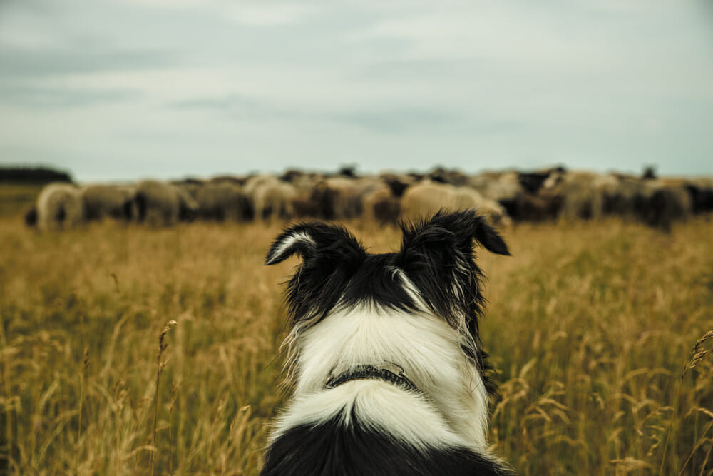 černobílý pes hlídá stádo ovcí