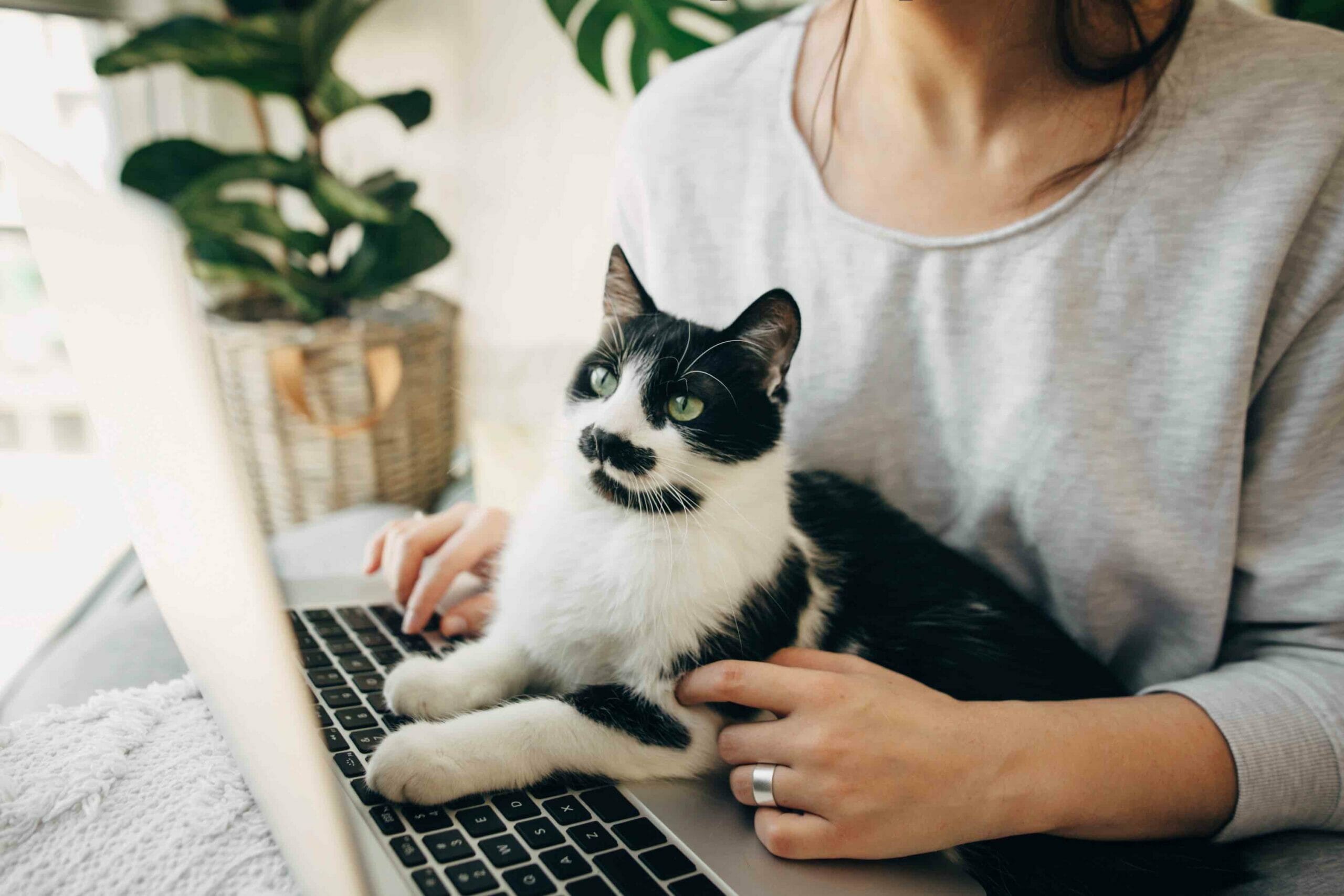 kočka leží na klávesnici počítače používaného ženou