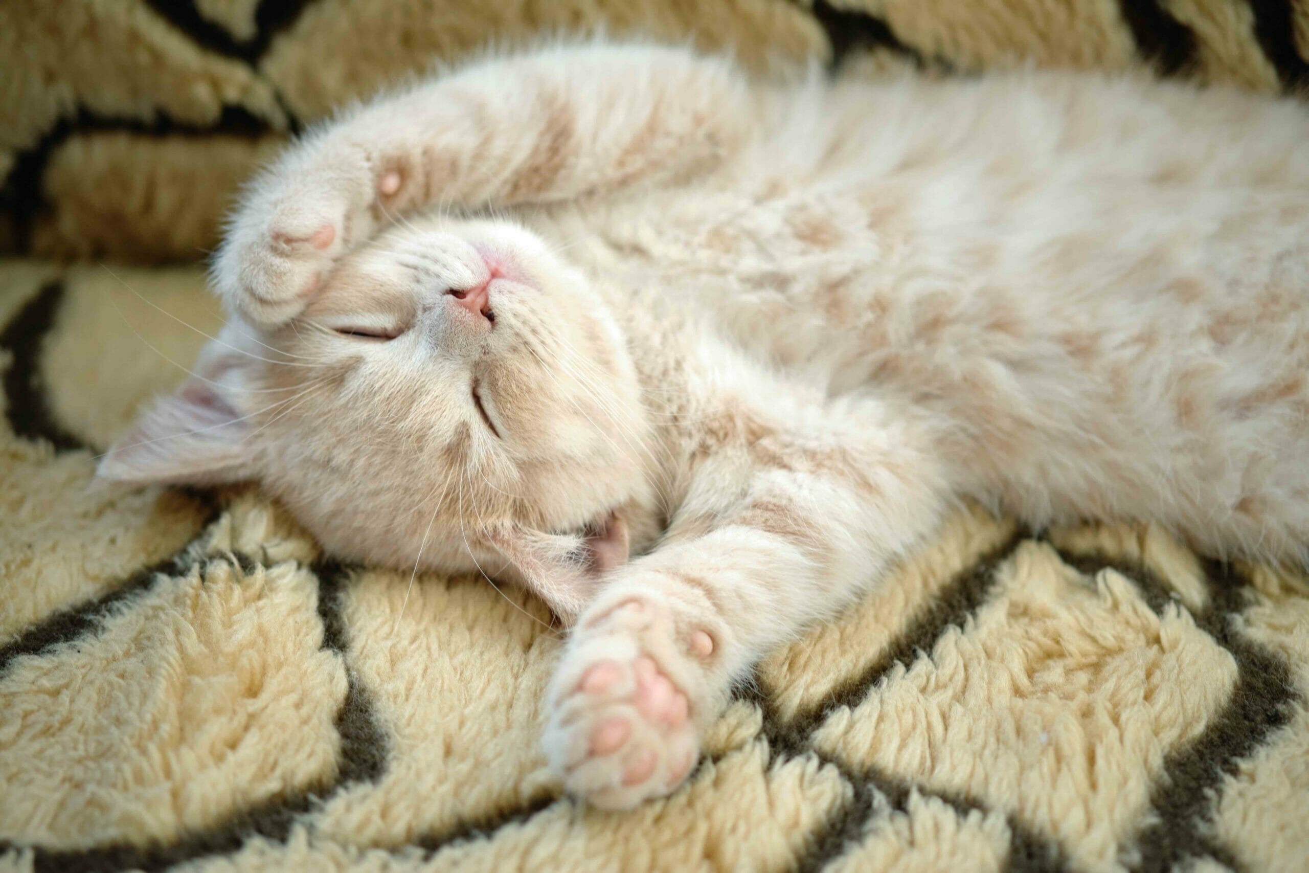 Roztomilé spící kotě ukazuje nadýchané bříško a tlapky