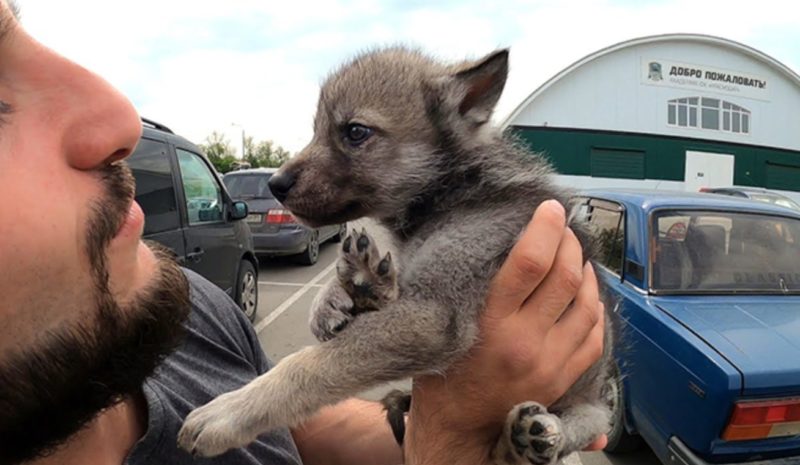 Student choval šest měsíců štěně, a když se setkal s veterinářem, ukázalo se, že pes byl vlk