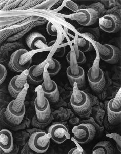 Detail pavoučích bradavic