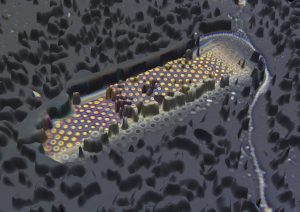 Detail skořápky rozsievky