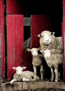 Roztomilá příroda