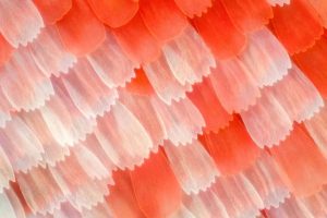 Detail křídla motýla Red Admirál