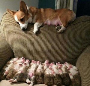 Vzorové rodičovství