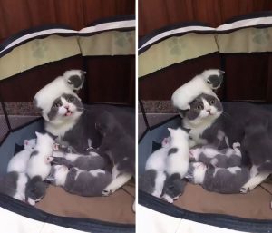 Zvířata a jejich malé