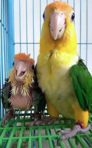 Zábavné zvířecí chování