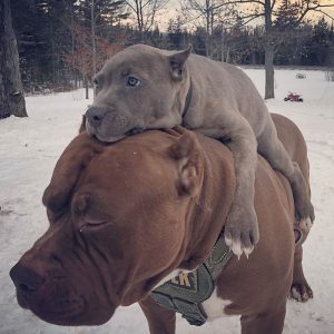 Roztomilá zvířata s jejich rodiči