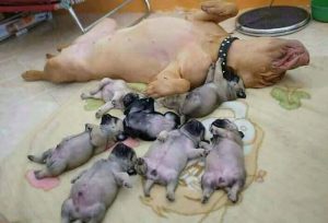 Momentka ze zvířecího života