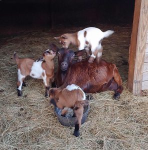 Zvířecí matky a jejich potomci