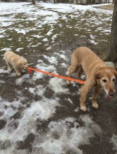 Zvířecí rodina v přírodě