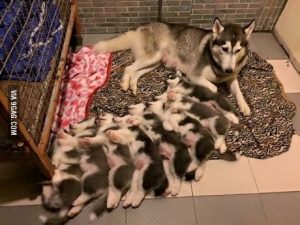 Zvířecí mláďata a matky