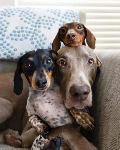 Zvířecí svatby a rodinné momenty