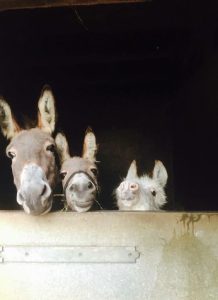 Zvířata se svými mláďaty v přírodě